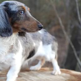 Kyra - Dachshund