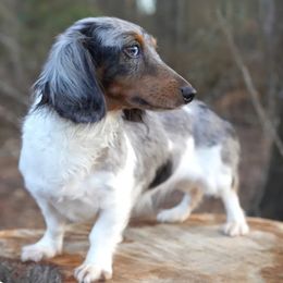 Kyra - Dachshund
