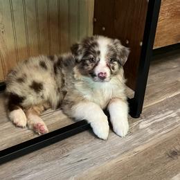 Australian Shepherd Puppies from Blue Creek Aussies