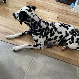 "Happy to have a puppy break!" Dalmatian Puppies from Blue Moon Dalmatians