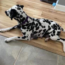 "Happy to have a puppy break!" Dalmatian Puppies from Blue Moon Dalmatians