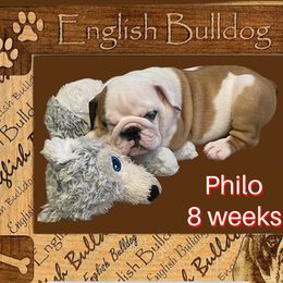Bulldog Puppies from Moab bulldogs