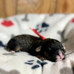 Red - Sable male Goldendoodle puppy in Pittsburg, Texas from Grace Springs Goldendoodles