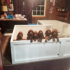 Irish Setter Puppies from Kilkieran Kennels and farm