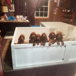 Irish Setter Puppies from Kilkieran Kennels and farm