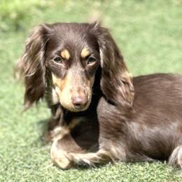 Kona - Dachshund