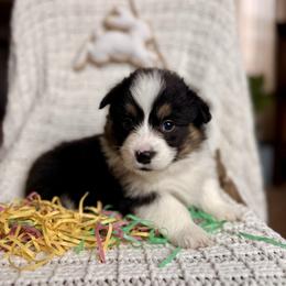 Red Male - Black and tan male Pembroke Welsh Corgi puppy in La Porte City, Iowa from Cedar River Corgis