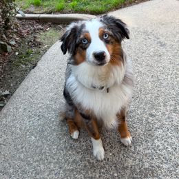 Stetson - Miniature Australian Shepherd