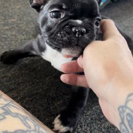 French Bulldog Puppies from Divine French Bulldogs