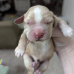 Working homes only. These are NOT suitable for pets or as companions - Golden male English Cocker Spaniel puppy in Phillips, Nebraska from Fenloch Gundogs