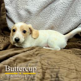 Buttercup - Piebald female Dachshund puppy in Toquerville, Utah from Rockindachs