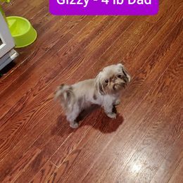 Gizzy - Shih Tzu