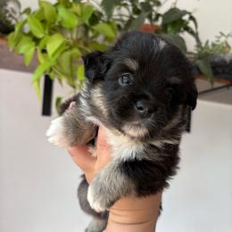 Midnight - Black tri male Toy Australian Shepherd puppy in Quincy, Michigan from Ivy Meadows and Friends