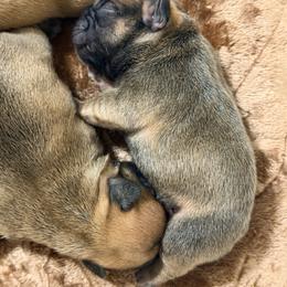 Nyx - Fawn female French Bulldog puppy in Washington, Pennsylvania from Crooked Pine French Bulldogs
