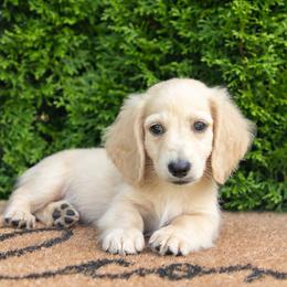 Boy 2 - Cream male Dachshund puppy in Lagrange, Indiana from Royal Paws