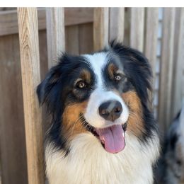Scout - Australian Shepherd