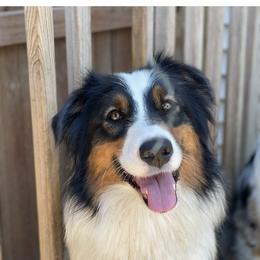 Scout - Australian Shepherd