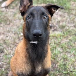 Belgian Malinois Puppies from Fromage Malinois