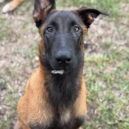 Belgian Malinois Puppies from Fromage Malinois