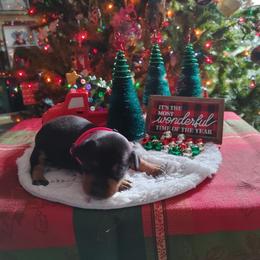 Boxer and Miniature Pinscher Puppies from Pike's Pups