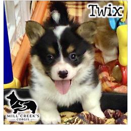 Stunning AKC tri boy with natural long tail - Black and tan male Pembroke Welsh Corgi puppy in Taylorsville, North Carolina from Mill Creek’s Pembroke Welsh Corgis and French Bulldogs