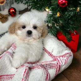 Shihpoo and Shih Tzu Puppies from Lilli’s Shih tzus and Shih poos