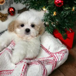 Shihpoo and Shih Tzu Puppies from Lilli’s Shih tzus and Shih poos