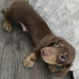 Snickers - Chocolate and cream male Dachshund puppy in Price, Utah from Stone Kennels