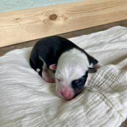 Boy 2 - Black and tan male Pembroke Welsh Corgi puppy in Saratoga, Wyoming from Maria's Pembroke Welsh Corgis