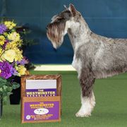 Grace - Standard Schnauzer
