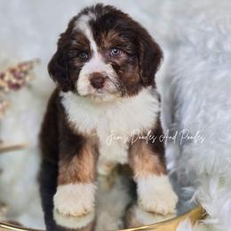 Maid Marian - Red tri-color female Aussiedoodle puppy in Cleveland, Georgia from Jam's Doodles And Poodles