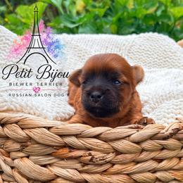 Red Girl - female Russian Salon Dog puppy in Iva, South Carolina from Petit Bijou Biewer Terriers & Russian Salon Dogs