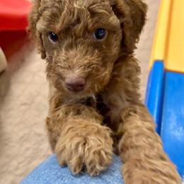 Java (girl, White collar) - Red  female Goldendoodle puppy in Guntersville, Alabama from Carefree Goldendoodles