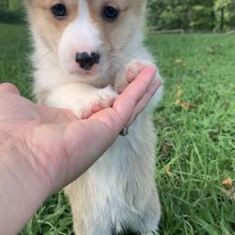 Pembroke Welsh Corgi Puppies from Cahas Corgis