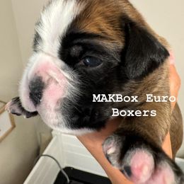 Boxer Puppies from MAKBOX Euro Boxers