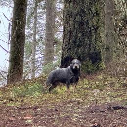 Jade - Australian Cattle Dog