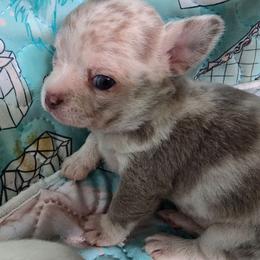 Mercedes - Merle female Chihuahua puppy in Amity, Pennsylvania from Baxters Chihuahuas