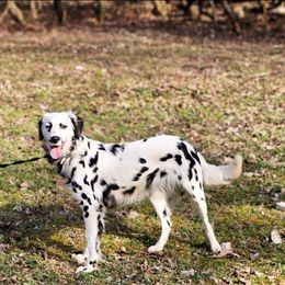 Journey - White and black female Dalmatian puppy in Neosho, Missouri from County-Line Critters