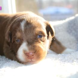 Chai - Red tri-color female Australian Shepherd puppy in Coldwater, Michigan from Northern Star Australian Shepherds