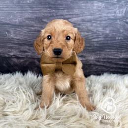 Glider - Sable male Goldendoodle puppy in Utah County, Utah from Big Hearted Breeders