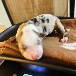 Echo - Blue merle female Miniature Australian Shepherd puppy in Wauchula, Florida from Sun & Moon Aussies