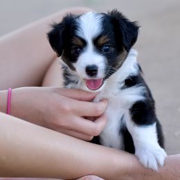 Miniature American Shepherd, Miniature Australian Shepherd, and Toy Australian Shepherd Puppies from Shooting Stars Ranch Toy and Mini Aussies