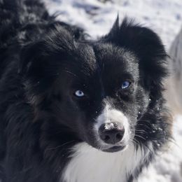 Shadow - Australian Shepherd