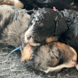 Bernedoodle and Goldendoodle Puppies from Brunsman Country Doodles LLC
