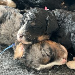 Bernedoodle and Goldendoodle Puppies from Brunsman Country Doodles LLC