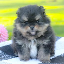 Zig - Black and tan male Pomeranian puppy in Bremen, Indiana from AMS Pomeranians and Pomskies in Indiana