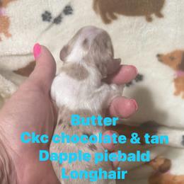 Butter - Dapple male Dachshund puppy in Whitesboro, Texas from Joanie's Tickled Pink Puppies