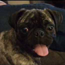 Cora - Pug