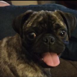 Cora - Pug