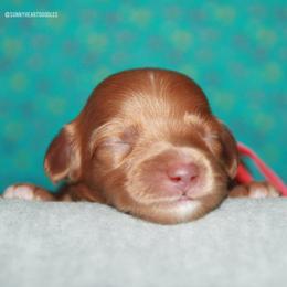 Rose - Caramel female Australian Labradoodle puppy in Hackettstown, New Jersey from Sunny Heart Doodles